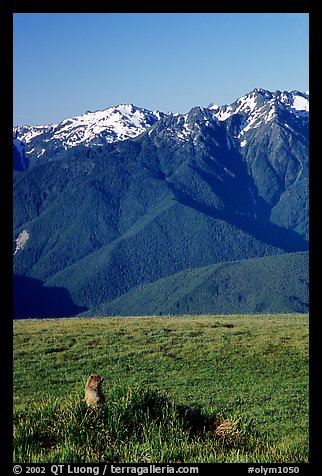 Marmot near Hurricane hill with Olympus Range behind. Olympic National Park, Washington, USA.