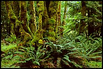 Ferns and moss-covered trunks near Crescent Lake. Olympic National Park ( color)