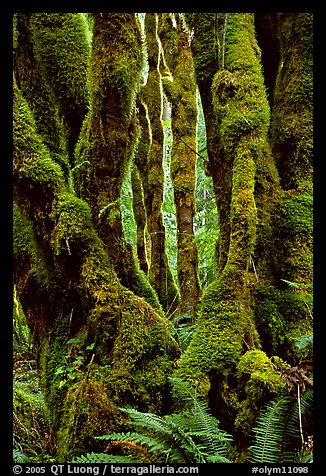 Moss-covered trunks near Crescent Lake. Olympic National Park, Washington, USA.
