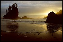 Beach, seastacks and rock with bird, Second Beach, sunset. Olympic National Park, Washington, USA. (color)