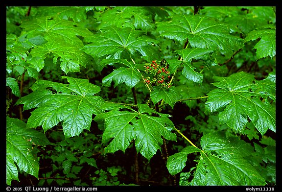 Red berries and leaves. Olympic National Park, Washington, USA.