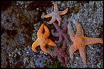 Seastars on rocks at low tide. Olympic National Park, Washington, USA. (color)