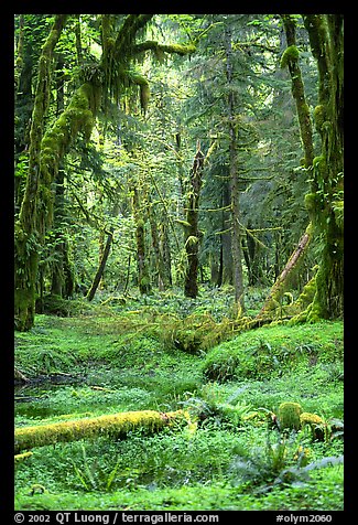 Verdant rain forest, Quinault. Olympic National Park (color)