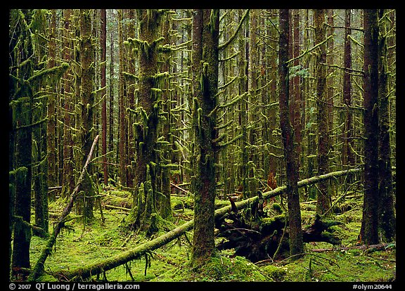 Moss on trunks in Quinault rain forest. Olympic National Park (color)