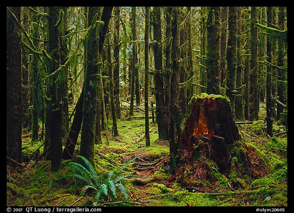 Moss-covered trees in Quinault rainforest. Olympic National Park, Washington, USA.