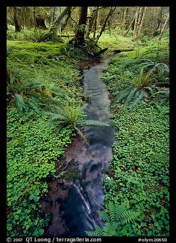 Creek in Quinault rain forest. Olympic National Park, Washington, USA.