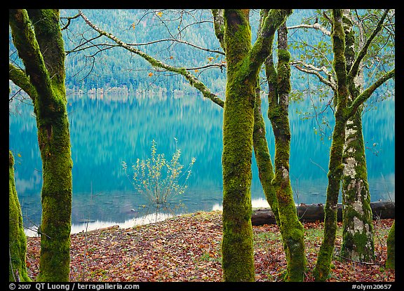 Mossy trees in late autumn and turquoise reflections, Crescent Lake. Olympic National Park, Washington, USA.