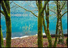 Mossy trees in late autumn and turquoise reflections, Crescent Lake. Olympic National Park ( color)