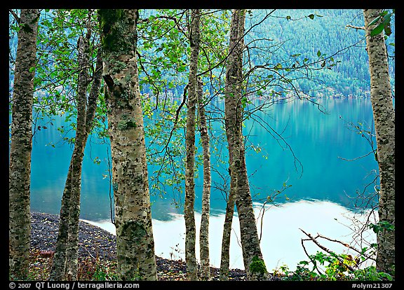 Trees with textured trunks and green leaves on shore of Crescent Lake. Olympic National Park (color)