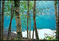 Birch trees with textured trunks and green leaves on shore of Crescent Lake. Olympic National Park ( color)