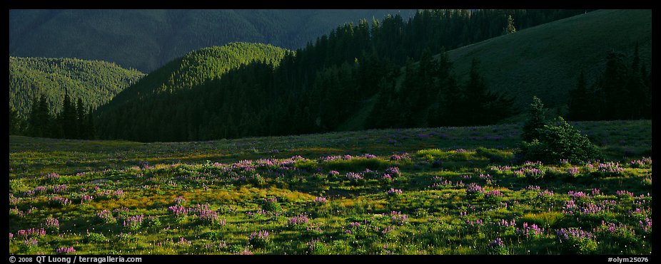 Shadows and wildflowers, late afternoon. Olympic National Park (color)