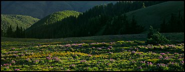 Shadows and wildflowers, late afternoon. Olympic National Park (Panoramic color)