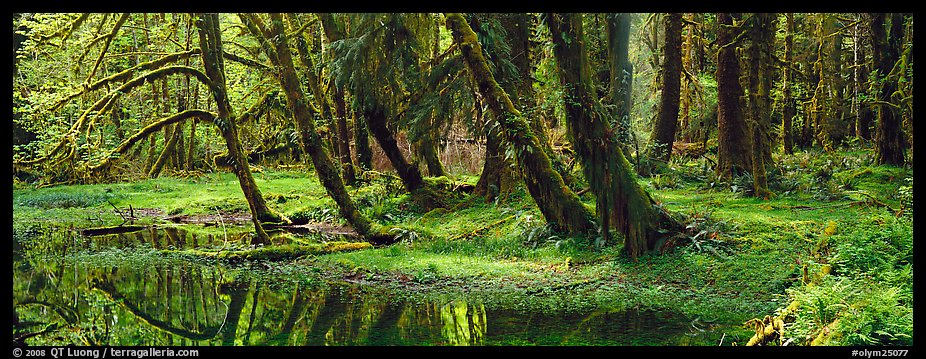 Rainforest pond. Olympic National Park (color)