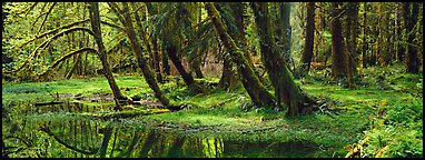 Rainforest pond. Olympic National Park (Panoramic color)