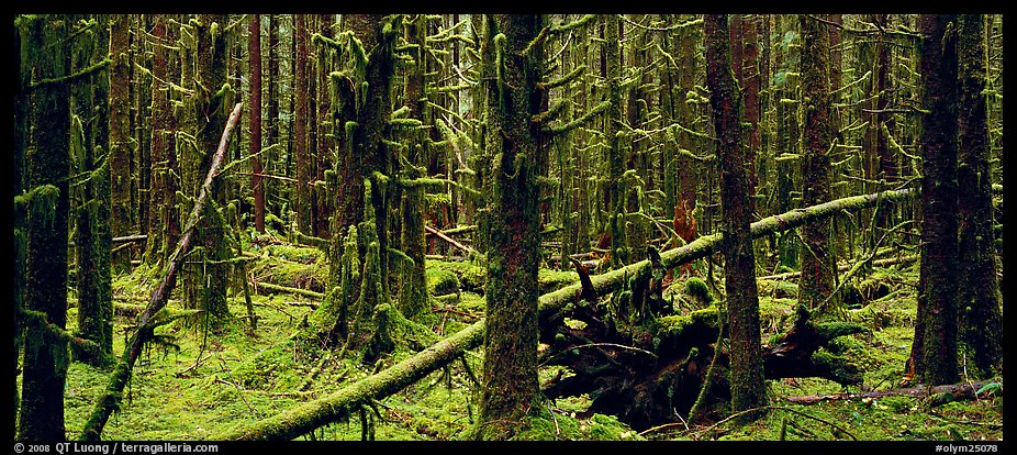 Mossy rainforest. Olympic National Park (color)