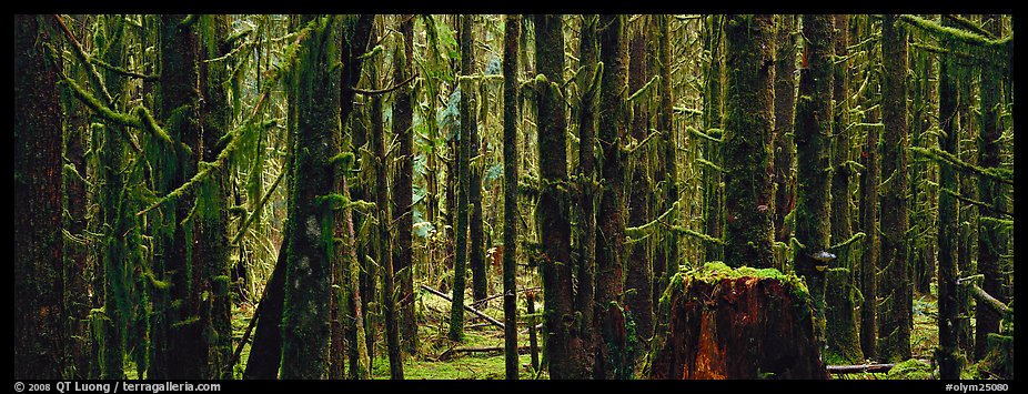 Temperate rainforest. Olympic National Park (color)
