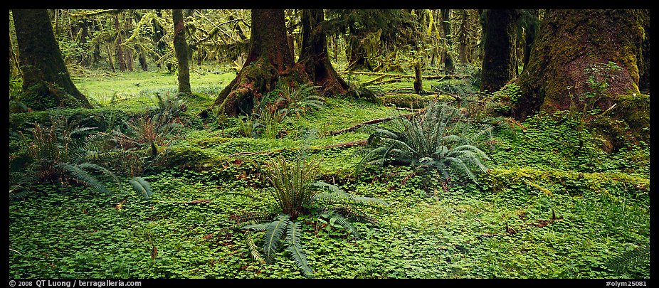 Rainforest forest floor. Olympic National Park (color)