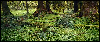 Rainforest forest floor. Olympic National Park (Panoramic color)