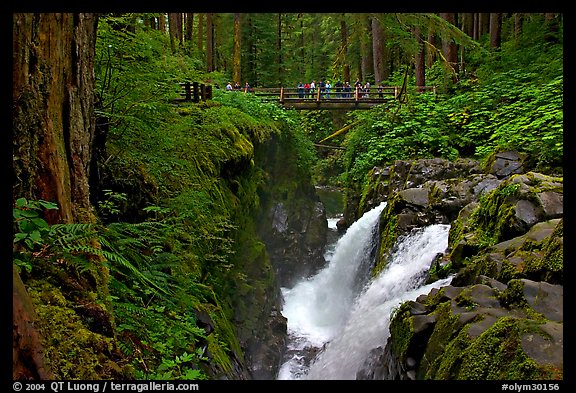 Soleduc falls and bridge. Olympic National Park (color)