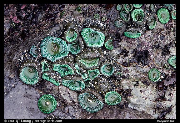 Green anemones on rock at low tide. Olympic National Park, Washington, USA.