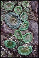 Green anemones. Olympic National Park ( color)