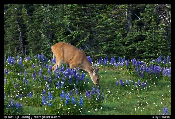 Deer grazing amongst lupine. Olympic National Park, Washington, USA.