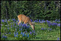 Deer grazing amongst lupine. Olympic National Park, Washington, USA. (color)