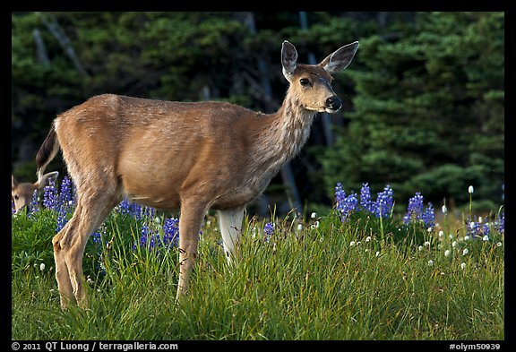 Deer in meadow with lupine. Olympic National Park (color)