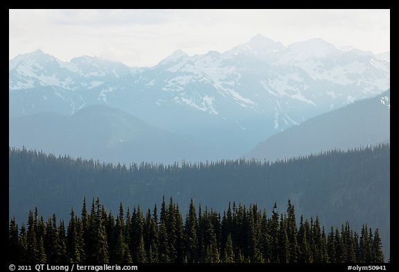 Hazy view of ridges and Olympic mountains. Olympic National Park (color)
