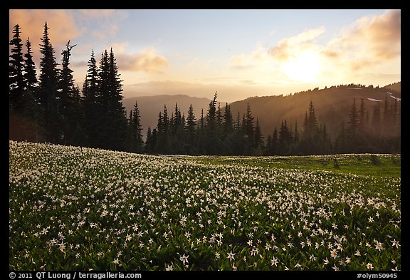 Avalanche lilies at sunset. Olympic National Park, Washington, USA.