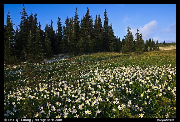 Avalanche lilies in meadow. Olympic National Park, Washington, USA.