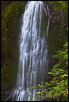 Marymere Falls, summer. Olympic National Park ( color)