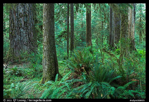 Ferns and trees, Hoh rain forest. Olympic National Park, Washington, USA.