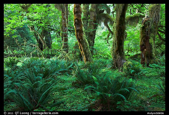 Grove of maple trees covered with epiphytic spikemoss. Olympic National Park, Washington, USA.