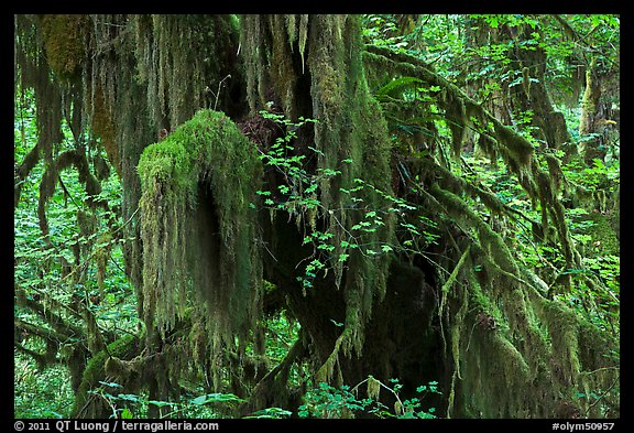 Hall of Mosses,  Hoh rain forest. Olympic National Park, Washington, USA.