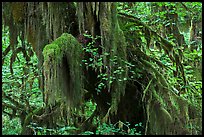 Hall of Mosses,  Hoh rain forest. Olympic National Park ( color)