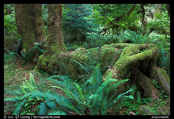 Tree growing on fallen tree, Hoh rainforest. Olympic National Park, Washington, USA.