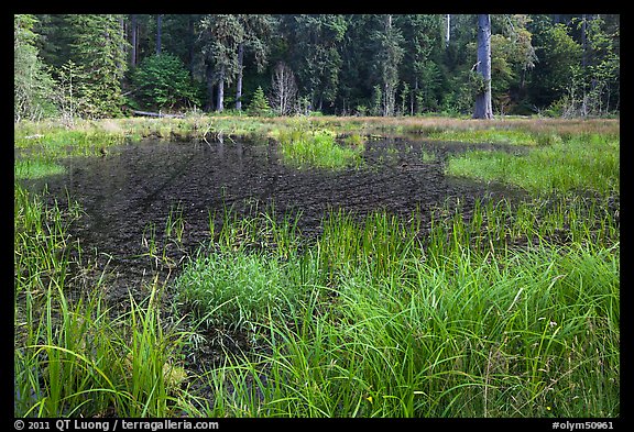 Dark pond, Hoh rain forest. Olympic National Park, Washington, USA.