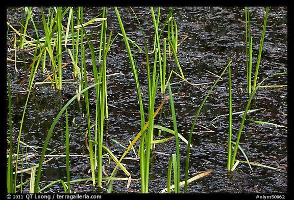 Grasses and black pond water. Olympic National Park, Washington, USA.
