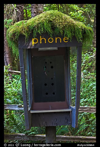 Phone booth covered by moss. Olympic National Park (color)