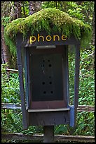 Phone booth covered by moss. Olympic National Park ( color)