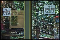 Rain forest, Hoh rain forest visitor center window reflexion. Olympic National Park, Washington, USA. (color)