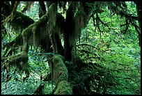 Moss-covered old tree in Hoh rainforest. Olympic National Park ( color)