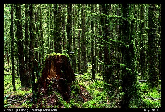 Moss-covered trees in Quinault rainforest. Olympic National Park