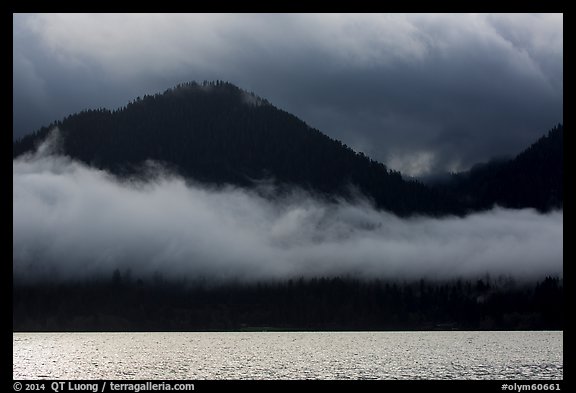 Fog hanging over shores of Lake Quinault. Olympic National Park, Washington, USA.