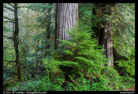 Forest, July Creek,. Olympic National Park (color)