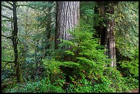 Forest, July Creek,. Olympic National Park ( color)