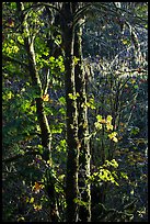 Backlit maple trees, July Creek. Olympic National Park ( color)