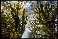 Looking up moss-covered big leaf maple trees in autumn. Olympic National Park ( color)
