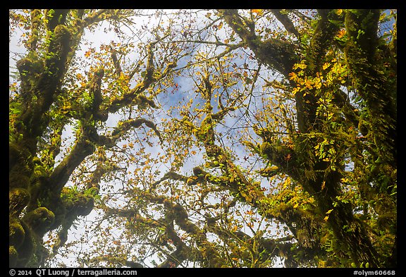 Looking up moss-covered branches and yellow leaves of big leaf maple trees. Olympic National Park, Washington, USA.